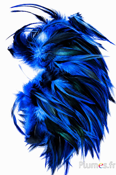 Gallo - 10-15 cm - blu